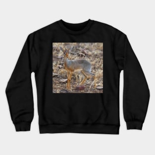 Dikdik, Serengeti, Tanzania. Crewneck Sweatshirt